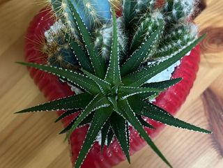 Cuore con piante grasse