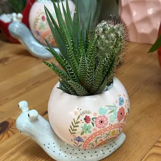 Lumaca media ceramica con piante grasse