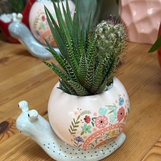 Lumaca media ceramica con piante grasse
