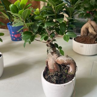 Bonsai Ginseng 
