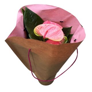 Anthurium Love mamma