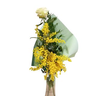 BRIGITTE BARDOT CON MIMOSA