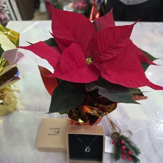 Stella rossa e collana