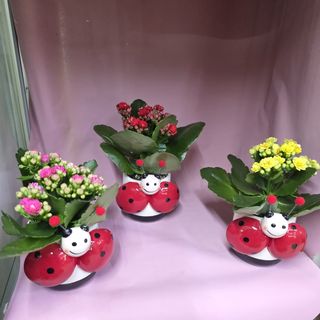 Kalanchoe porta forutna