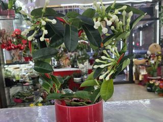 Gelsomino del Madagascar innamorato