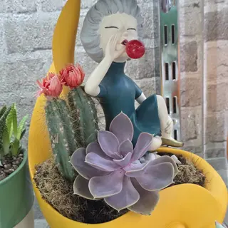 Bubble plant 2