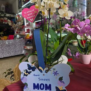 Orchidea per la mamma