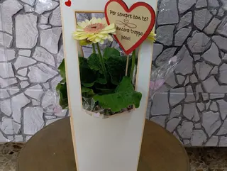 Gerbera nel cuore