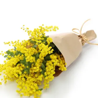 Mimosaa