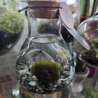 MARIMO