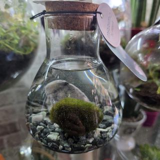 MARIMO