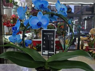 Orchidea blu