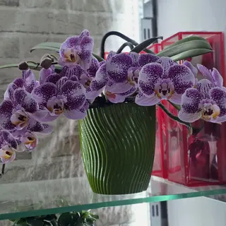 Orchidea a cascata viola