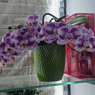 Orchidea a cascata viola