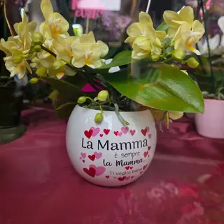 Mini orchidea