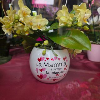 Mini orchidea