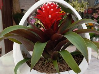 Bromelia in borsa