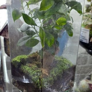 Bonsai terraium
