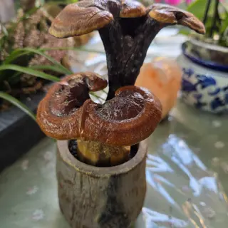 Fungo stabilizzato