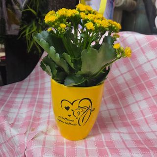 Kalanchoe in vaso