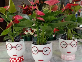 Anthurium sofisticato