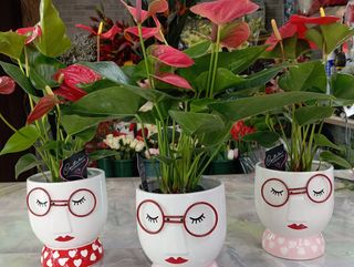 Anthurium sofisticato