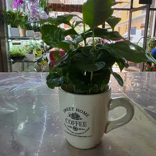 Pianta del caffè
