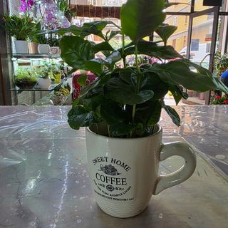 Pianta del caffè
