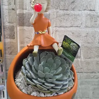 Bubble plant 1