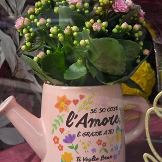 Kalanchoe innaffiatoio (TERMINATA)