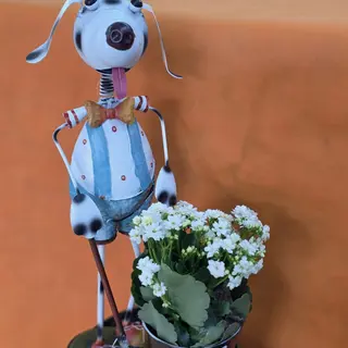 Dalmata