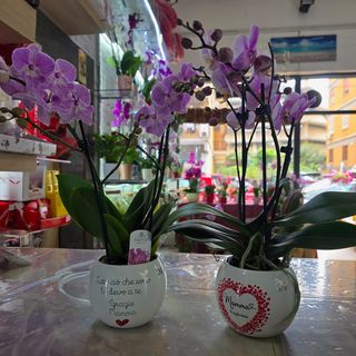 Un'orchidea solo per te