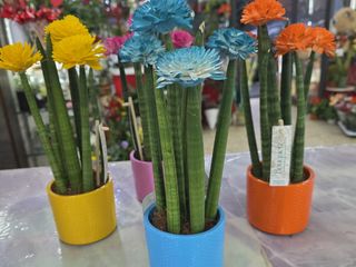 Sanseveria colorata con fiore