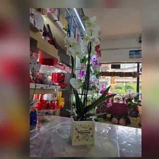 Orchidea per la mamma