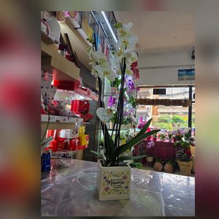 Orchidea per la mamma