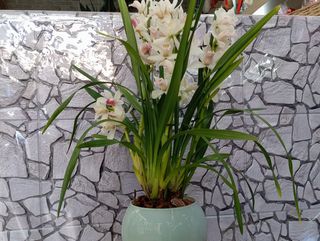 Pianta di orchidea cymbidium