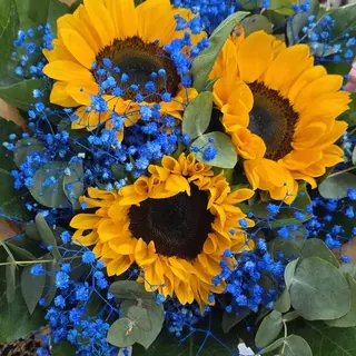 Girasoli in blu
