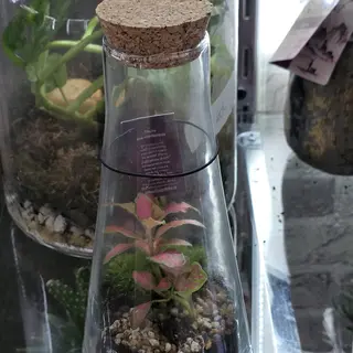 Cono di piante