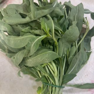 Rucola