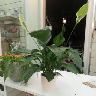 Spathiphyllum medio con vaso