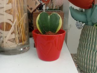 Hoya in vaso