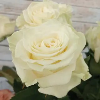 Rosa bianca cinfezionata
