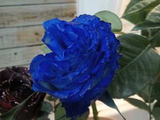 Rosa blu