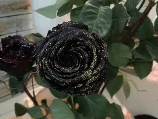 Rosa Nera