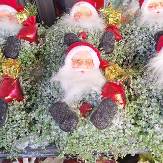 Pianta con babbo natale