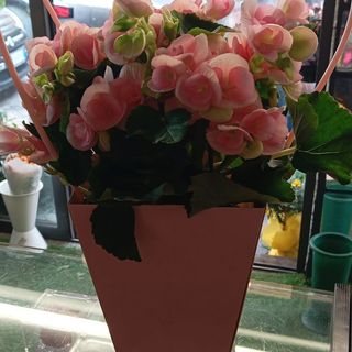 Begonia con cestino