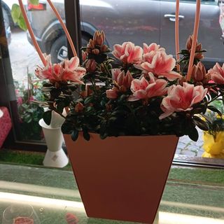 Azalea in Cestino Decorativo