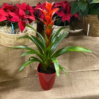 Guzmania