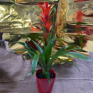 Guzmania +vaso in ceramica