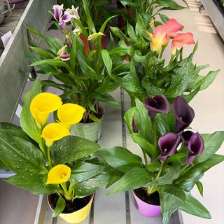 Calla